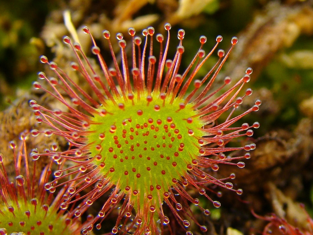 Locul unde crește unica floare carnivoră din România