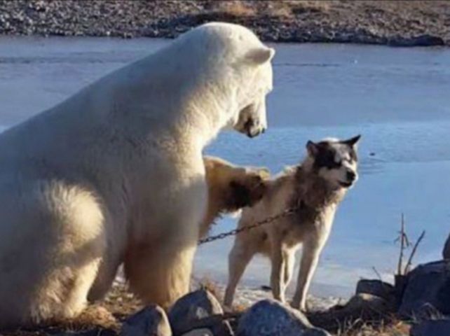 La câteva ore după ce acest urs polar a fost filmat în timp ce mângâia un câine, s-a întâmplat o scenă șocantă