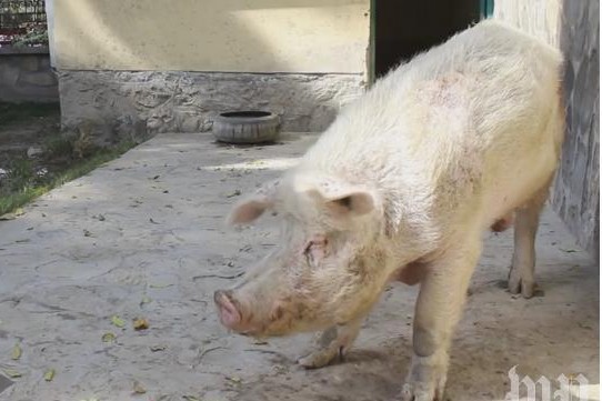 Țara în care există un singur porc. „Mulți dintre locuitori nu au văzut în viața lor un astfel de animal”. VIDEO