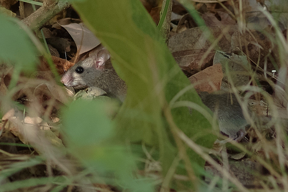 Alertă în lumea științifică! Prima specie de mamifere care a dispărut din cauza schimbărilor climatice. „Este doar vârful icebergului”