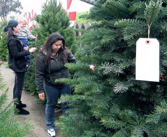 Care sunt prețurile la brazi în țară cu câteva zile înainte de Crăciun