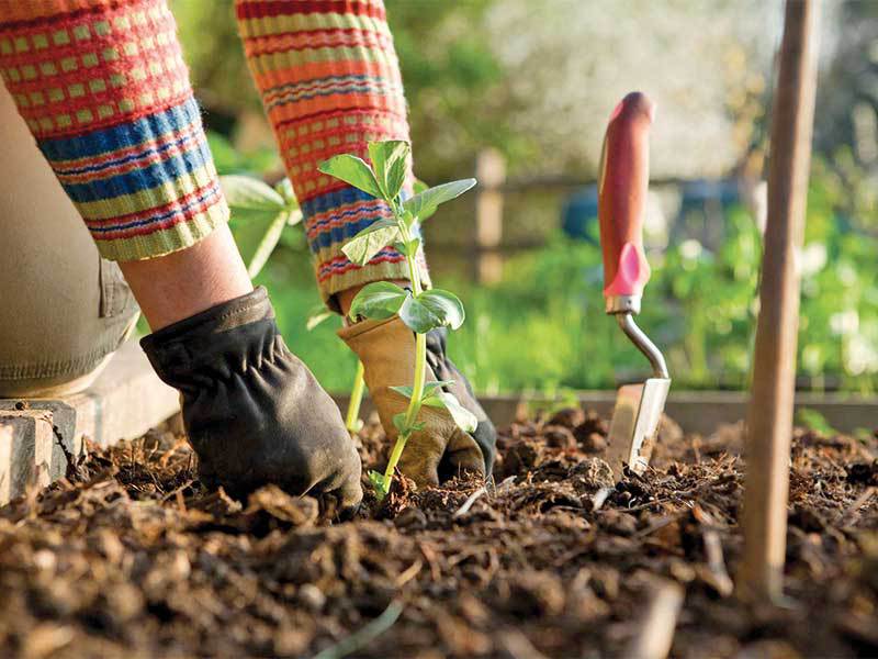 Propria fermă, soluția pentru cei care vor să mănânce sănătos