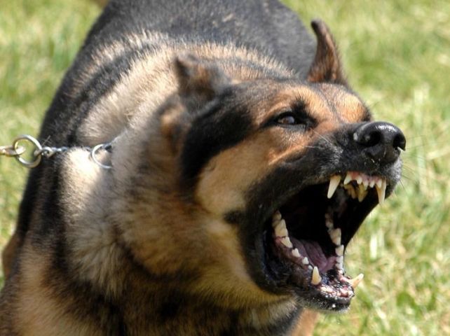 Ce să faci dacă ești atacat de un câine