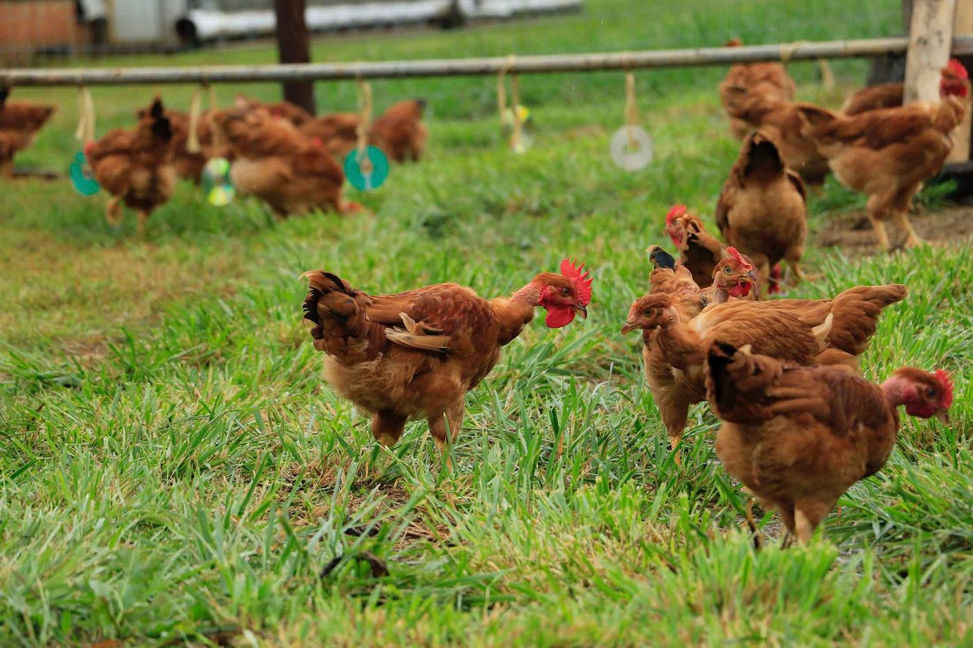 Animalele care trăiesc regește înainte de a ajunge în farfurie. Acesta este motivul pentru care o friptură costă sute de euro