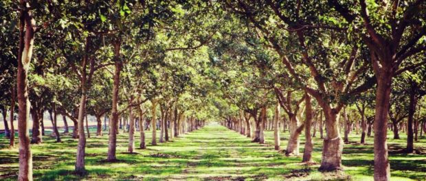 Cum să faci 1 milion de euro pe hectar dintr-o afacere agrosilvică?