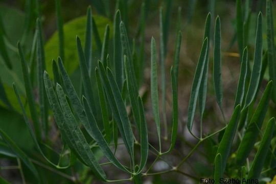 Descoperirea senzațională în România: Biologii au identificat o nouă specie de plantă. Galerie FOTO