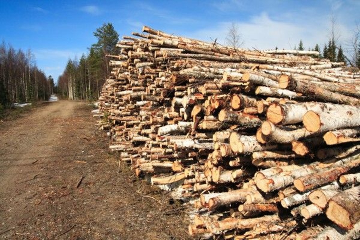 În timp ce 3 hectare de pădure dispar în fiecare oră, parlamentarii se ceartă pe „amenzile uriașe” pentru tăierile ilegale