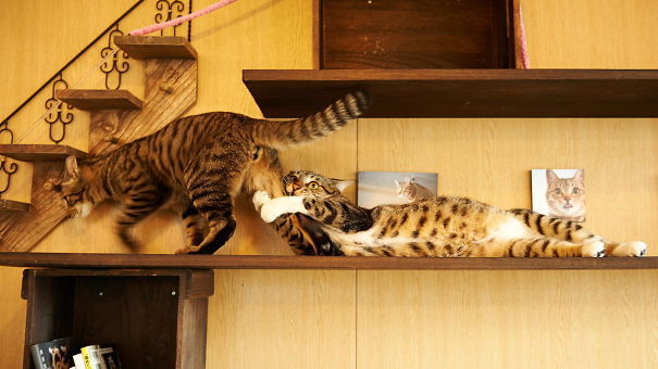 Imagini amuzante care demonstrează că pisicile sunt cele mai teatrale animale de casă - GALERIE FOTO