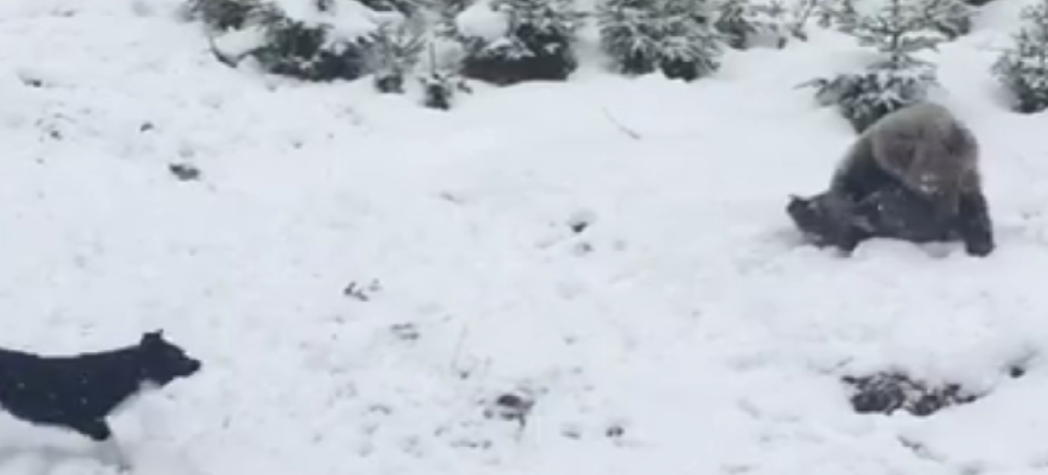 VIDEO ABSOLUT ADORABIL! Un urs se joacă în zăpadă, fără nicio grijă