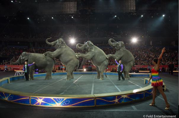 Folosirea animalelor în circuri, interzisă cu excepția câinilor, cailor, delfinilor și a unor păsări