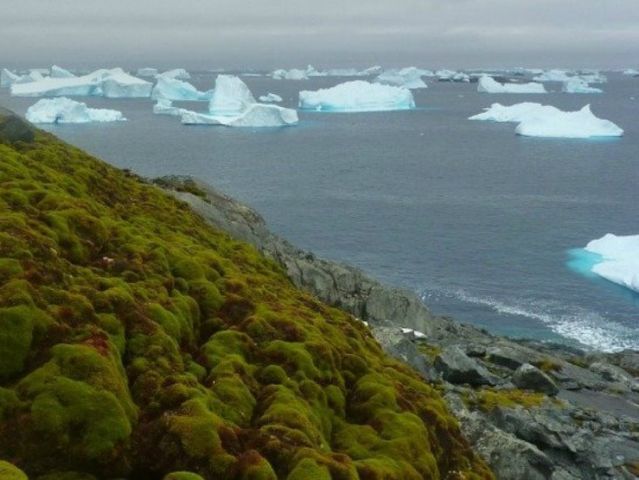 Veste îngrijorătoare din partea cercetătorilor: Antarctica devine verde și de nerecunoscut. Imagini ULUITOARE