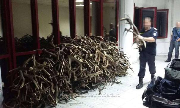 De ce acest bărbat a încercat să scoată din țară 680 de coarne de cerb