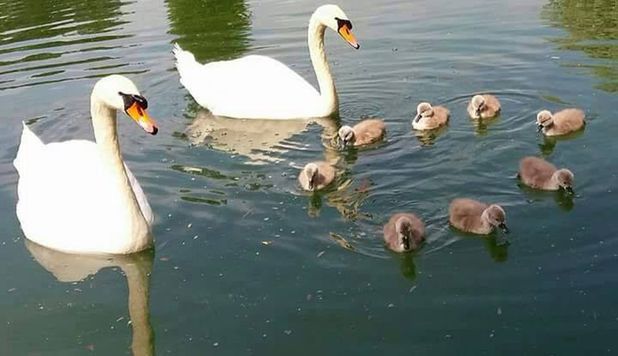 Un primar din București caută opt pui de lebădă furați din parcul IOR din Capitală