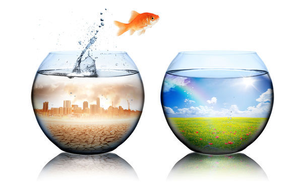 100 de companii, responsabile pentru 71% din emisiile globale cu efect de seră. Temperaturile medii ar putea crește cu 4 grade Celsius. Ce specii de animale vor dispărea