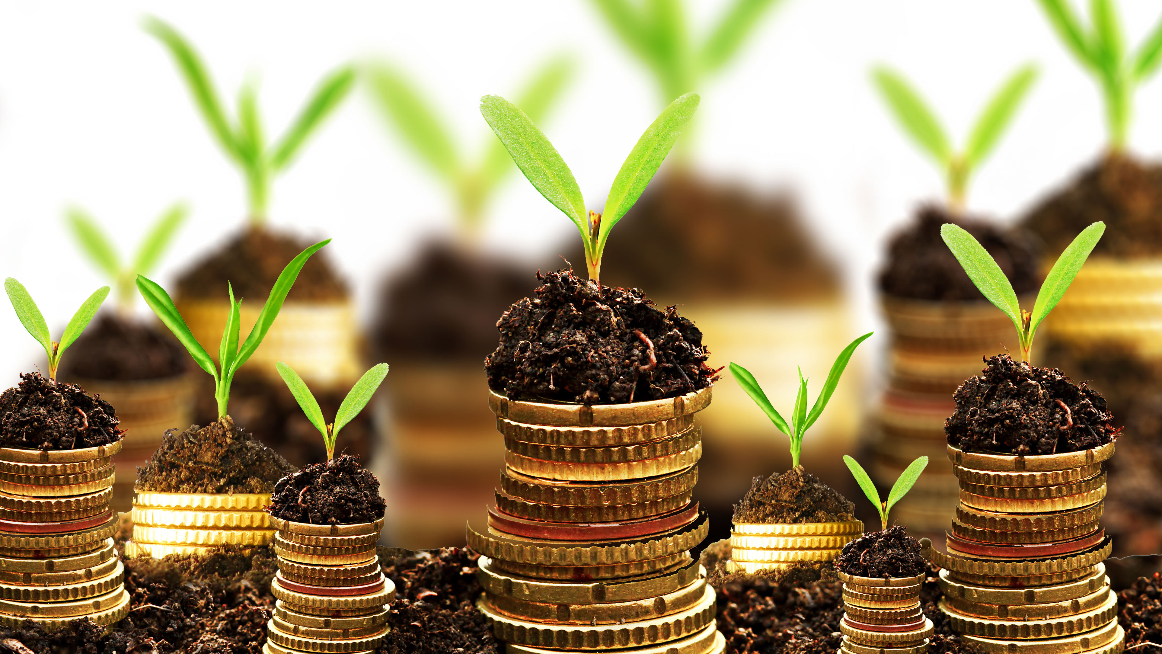 Cum poți câștiga sute de mii de euro din vânzarea unei plante in România