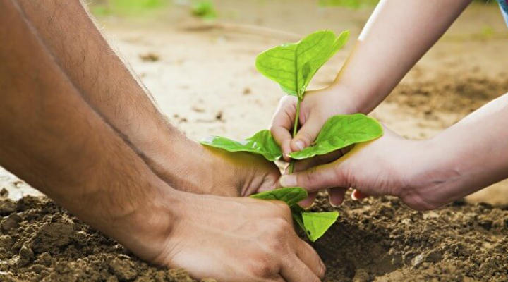 Proiect inedit în România: Plantezi copaci pentru autorizație de construcție. De câți pomi este nevoie pentru o casă