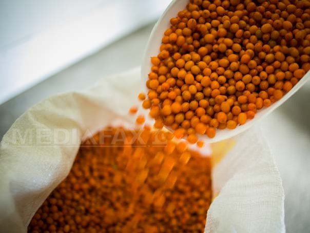 “Ginsengul românesc”, exportat masiv în afară: Zeci de tone de cătină din Prahova, bogată în uleiuri și vitamina C, ajung în Germania și Austria