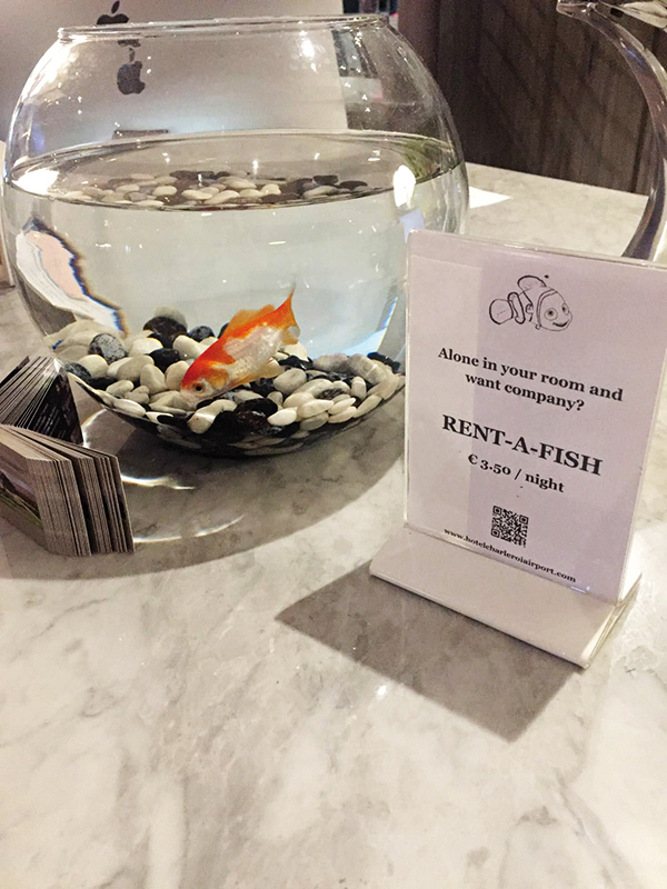 Te simți singur la hotel? Închiriază un pește