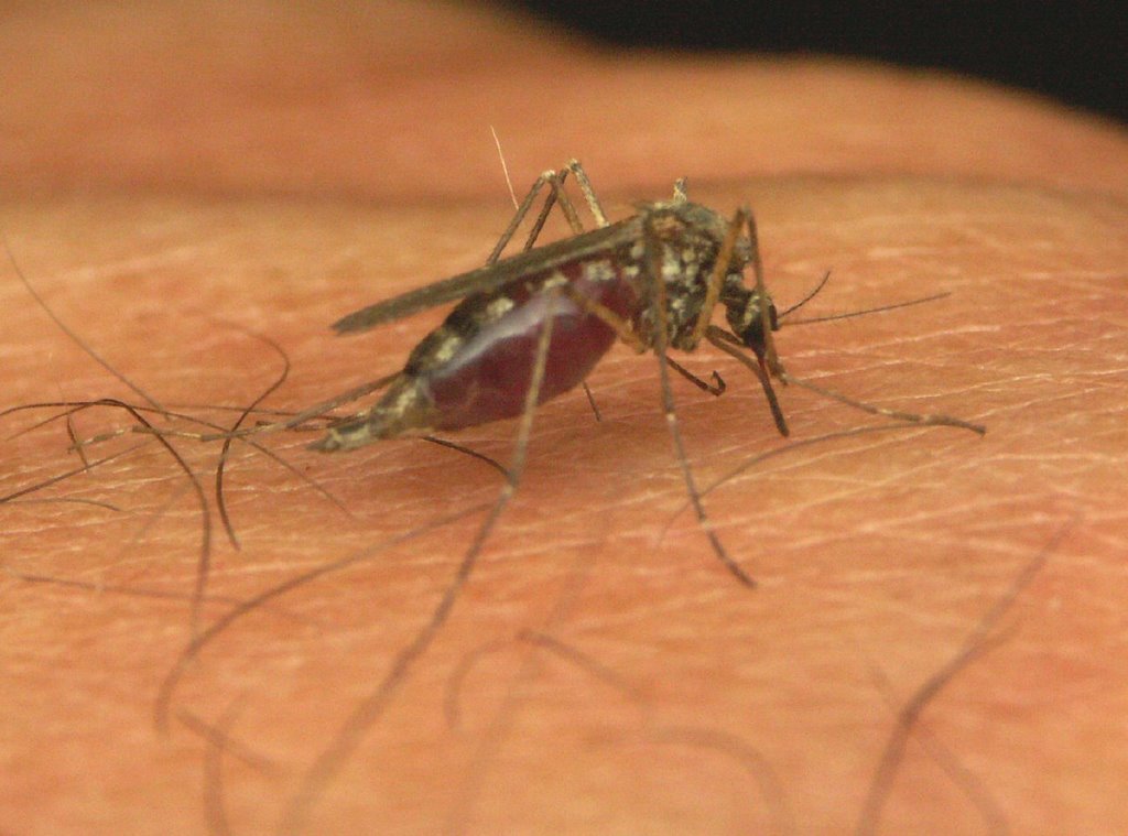 Noi cazuri de infecții cu West Nile, identificate în România. Numărul deceselor se ridică la opt