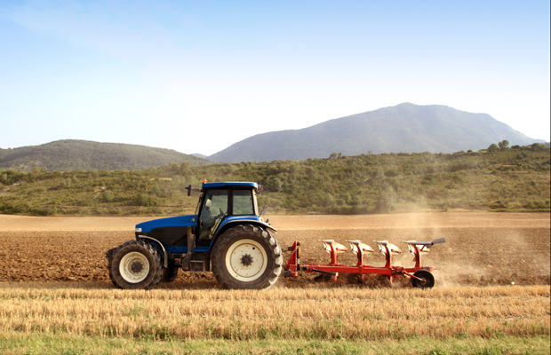 "Aurul" din agricultură: Ce trebuie să cultivați pentru a primi peste 100 de lei pe kg