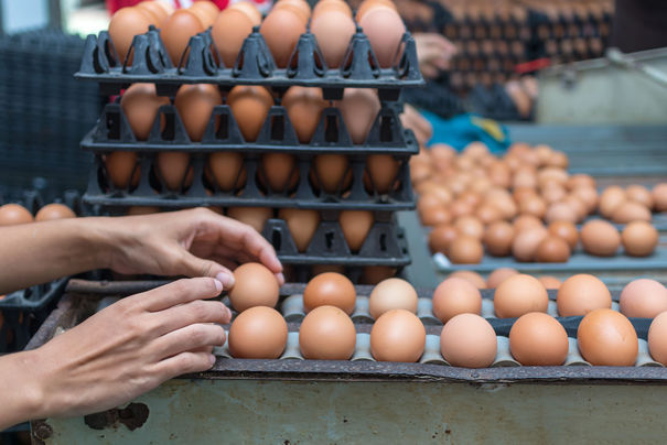 Un supermarket din România anunță ieftinirea ouălor de la micii fermieri români, după intervenția ministrului Agriculturii, Petre Daea