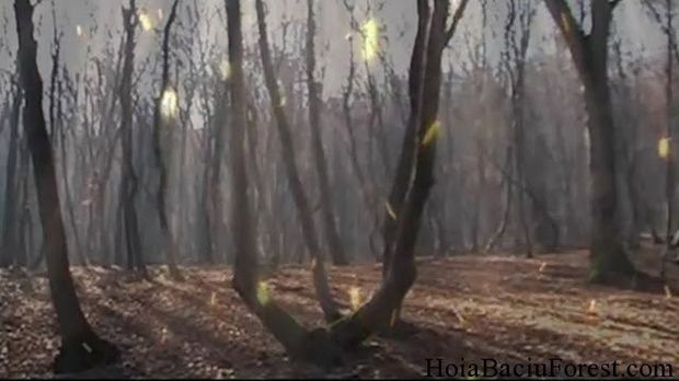 Pădurea Hoia Baciu, cea mai înfricoșătoare din lume, în vizorul presei internaționale. O poveste cu fantome, blesteme și istorii terifiante | FOTO