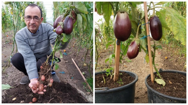 Un agricultor din România a obținut o plantă care produce, în același timp, și cartofi și vinete
