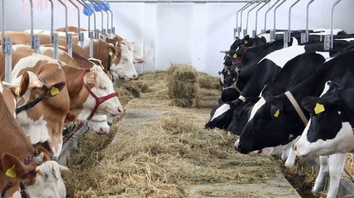 Un fermier român vrea să facă un EXPERIMENT SOCIAL: „ Pe scurt, plec de la premiza că în România populația rurală NEOCUPATĂ poate fi personificată printr-un personaj al lui Ion Creangă, l