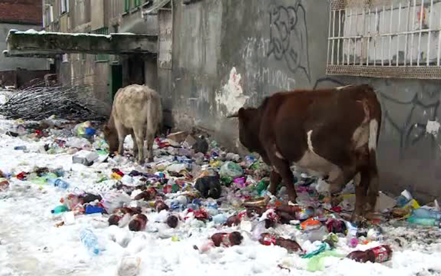 Orașul din România în care vacile maidaneze mor de foame: „Le dăm pâine, dar abia merg pe picioare”