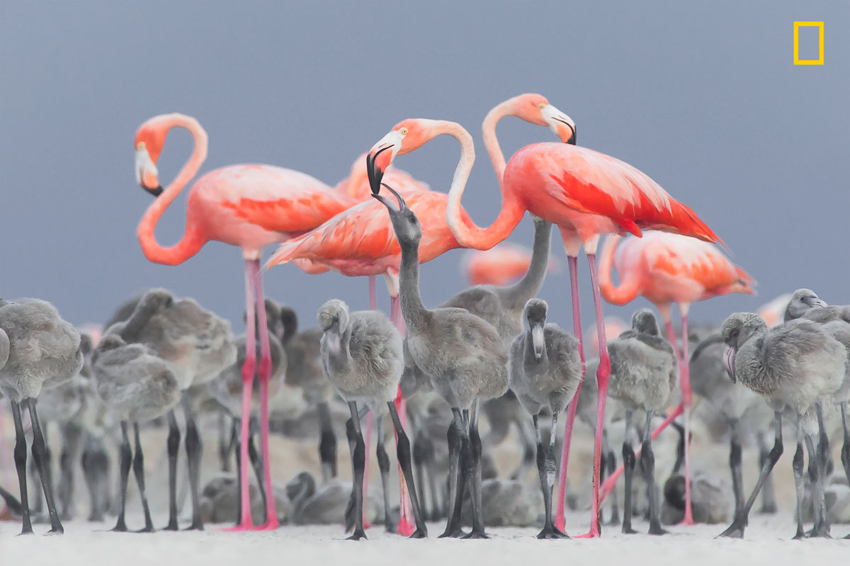National Geographic a premiat cele mai frumoase fotografii ale anului 2017