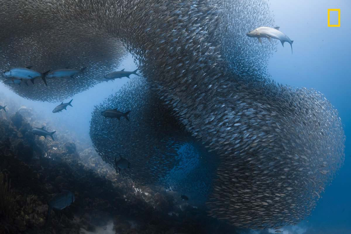 National Geographic a premiat cele mai frumoase fotografii ale anului 2017 (partea a II-a)