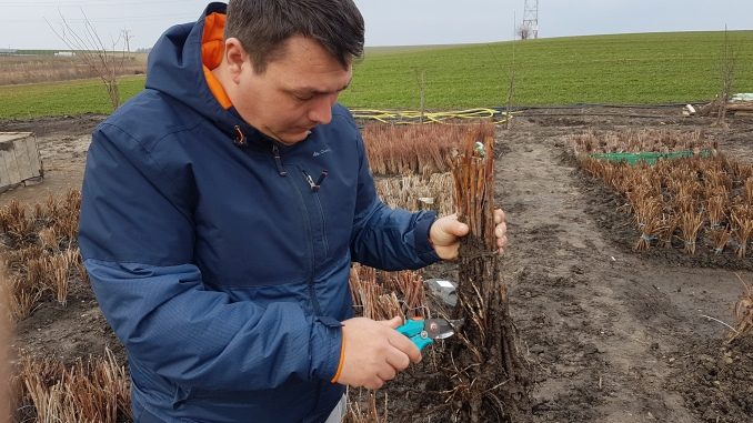 Cele mai profitabile afaceri agricole pe suprafețe de teren cuprinse între 50 mp și 2 hectare din Romania