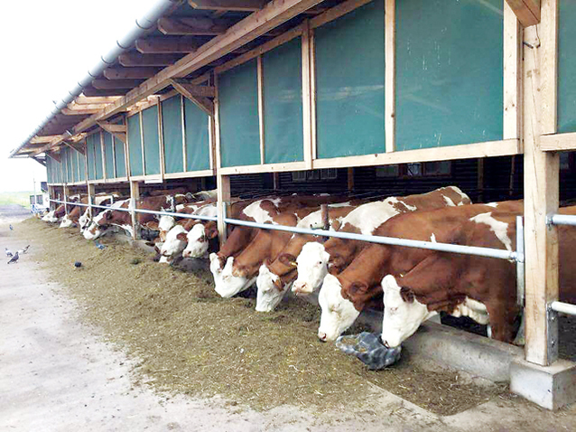 Un fermier din Covasna a vândut la export produse lactate și vaci de carne de 500.000 de euro