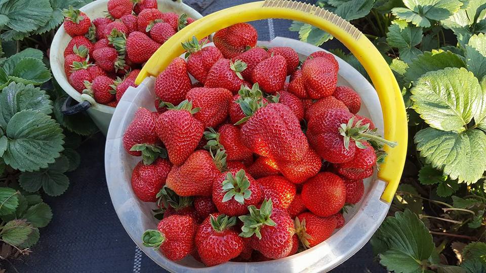 Producător de căpșuni: „Cum sa supravietuiesti in Romania din agricultura. Sincer, nu cred ca e posibil. Intr-un final vor disparea mici producatori si vom importa fel de fel rahaturi necomestibi