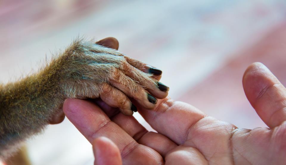 O specie misterioasă de hominid cu creier complex precum omul modern duce la regândirea teoriei evoluției oamenilor
