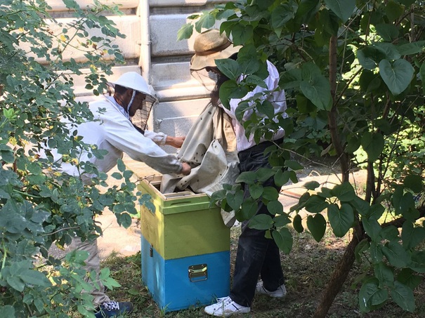 Albine AGRESIVE în România: Doi morți si o persoană în șoc anafilactic din cauza unui atac al albinelor. UPDATE: Primarul povestește cum s-a întâmplat tragedia
