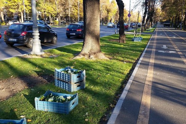 DNA, anchetă într-o afacere cu ”panseluțe” a unui sector din Capitală. Prejudiciul depășește, deja, 17 milioane de euro