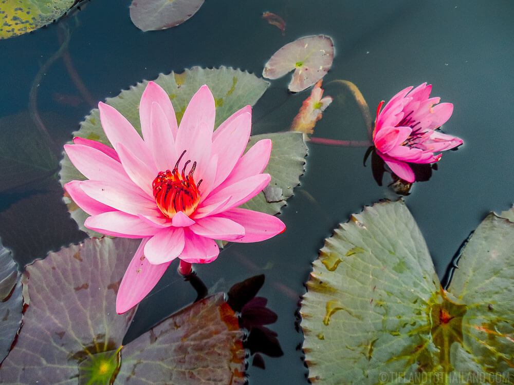 Marea de lotus roșu: un paradis născut din mlaștină - VIDEO