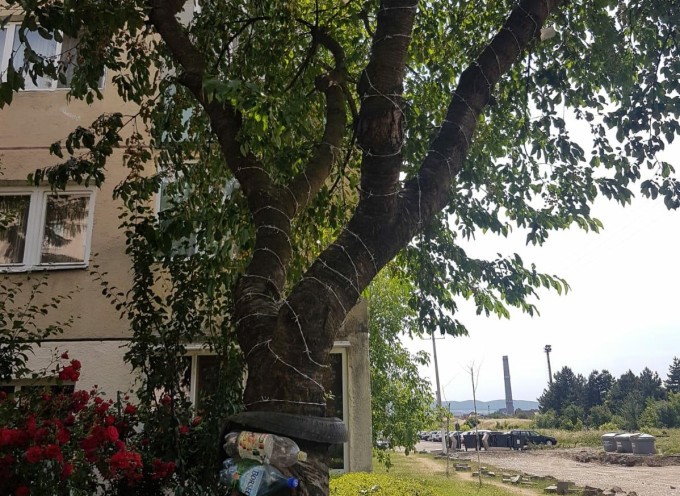 SMINTEALĂ: Cireși înfășurați cu sârmă ghimpată să nu poată mânca copiii fructele