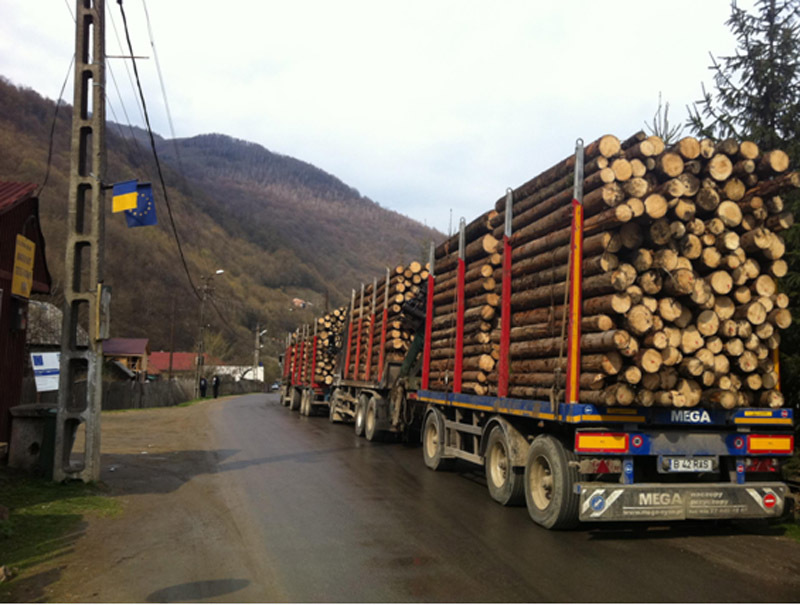 Sediul mafiei lemnului din Romania este la Neamț