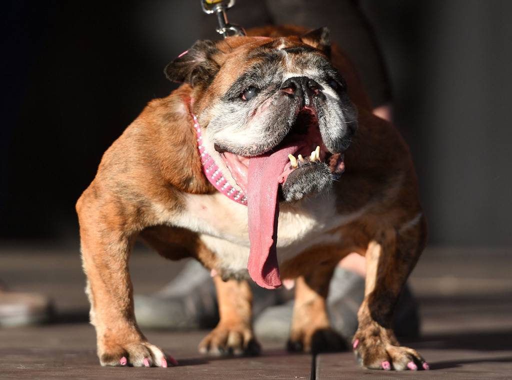 Un bulldog englezesc a câștigat titlul de cel mai urât câine din lume în 2018