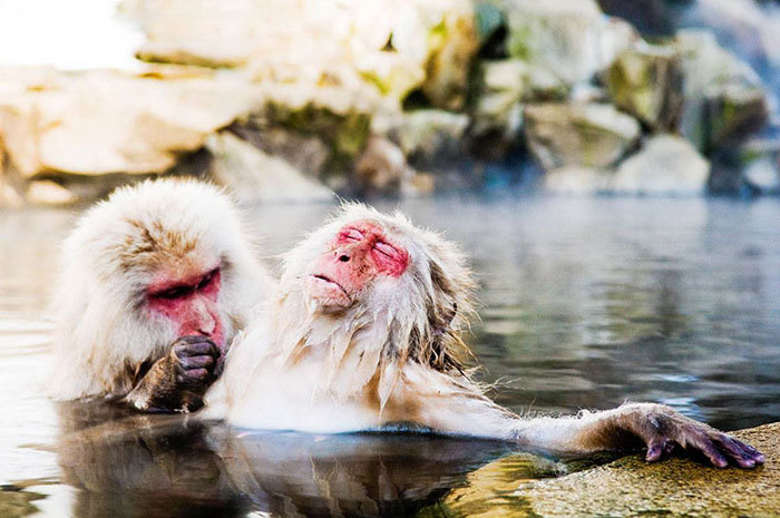 Poze amuzante din lumea animalelor (I) - GALERIE FOTO - VIDEO
