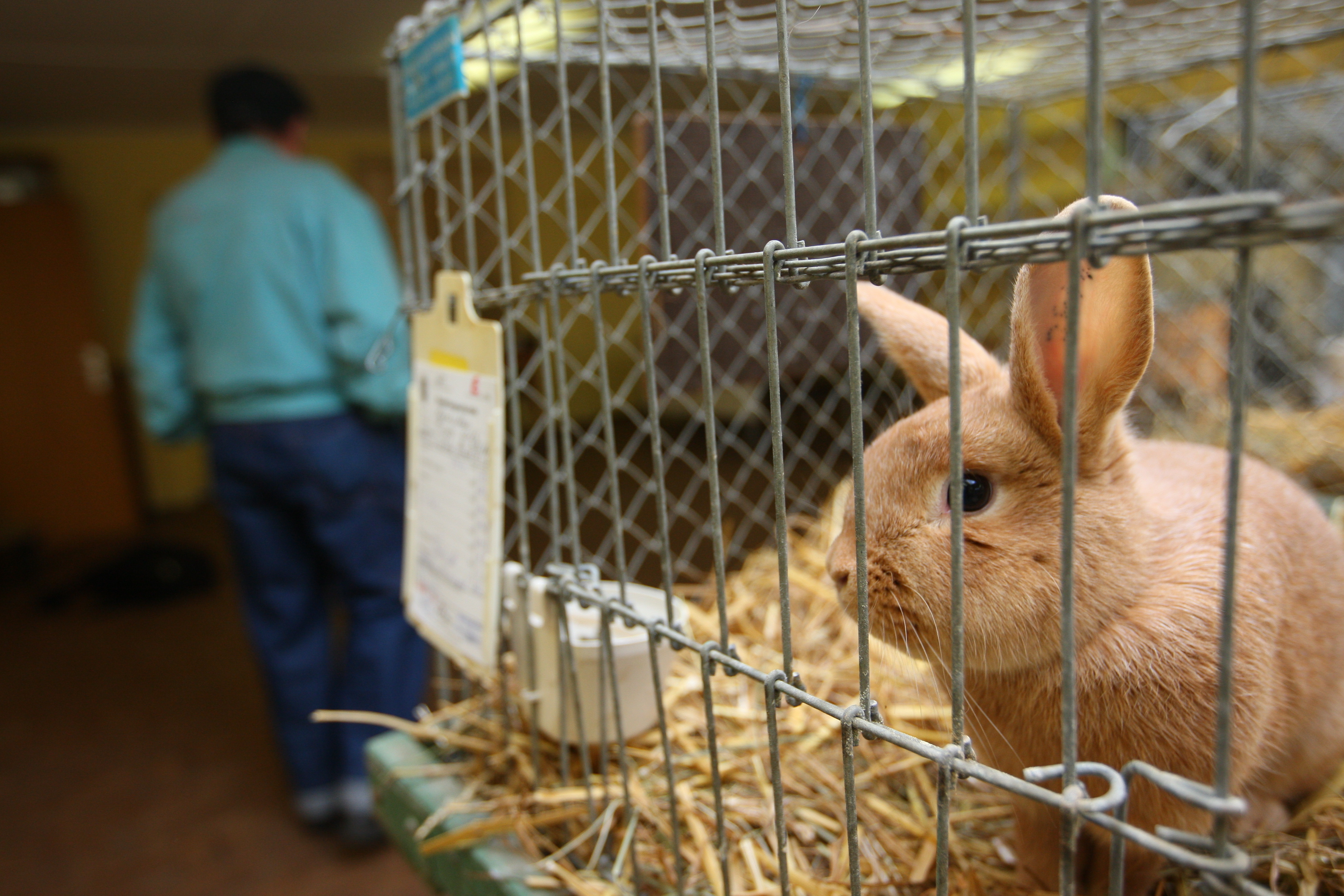 Omenirea a făcut deja destul teste pe animale pentru substanțe chimice. Pe baza rezultatelor anteriorare, inteligența artificială ar putea înlocui complet nevoia acestor teste