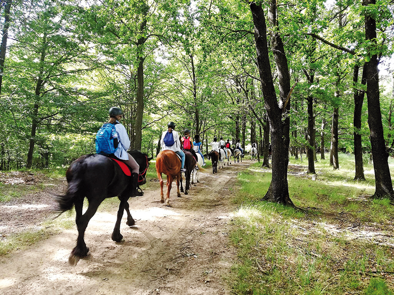 România turistică, descoperită de pe șaua calului. Un tânăr a început o afacere cu ajutorul unor cai salvați de la moarte