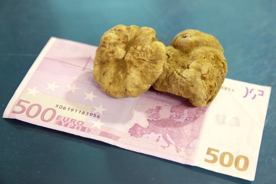 TRUFELE, diamantele pământului. 45 de câini concurează la PRIMUL concurs național de căutat TRUFE în ring. Cât costă un kilogram