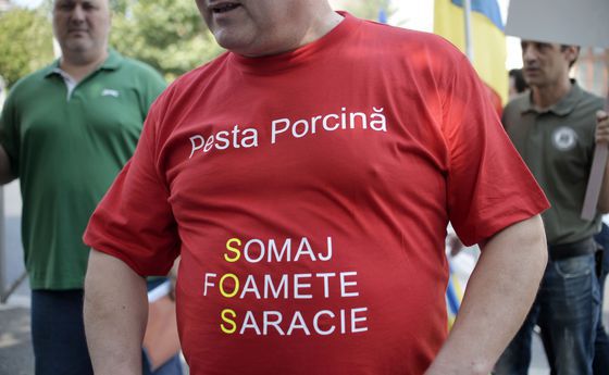 PESTA PORCINĂ | Peste 350.000 de porci au fost uciși, iar sute de oameni și-au pierdut locurile de muncă. Autoritățile sunt DEPĂȘITE de situație și se cere intervenția CSAT