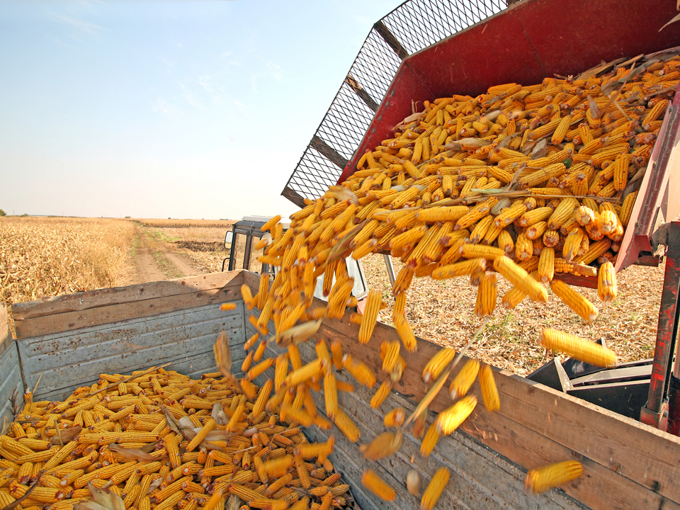 Monsanto, condamnată la despăgubiri de 289 mil. dolari pentru glifosat, erbicid folosit și la noi