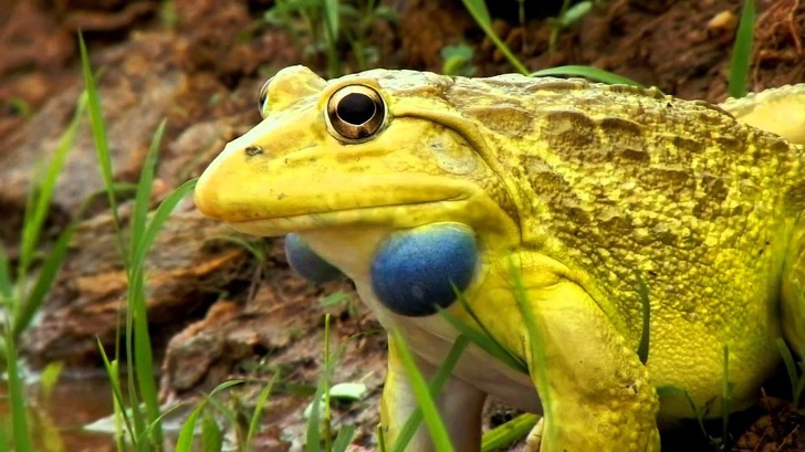 25 de imagini haioase cu animale adorabile care îți vor topi inima