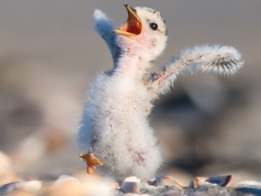 Cele mai amuzante poze cu animale din 2018 -  VIDEO