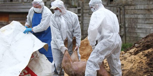 Pesta porcină africană SE EXTINDE la un nou județ din România. Filtre de dezinsecție, instalate în zonă